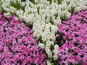 hyacinthandpinkazalea.jpg