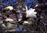 magnoliastar.jpg