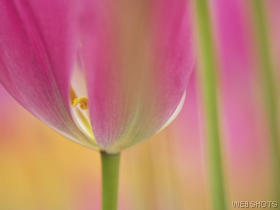 tulipblossom.jpg