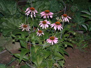 coneflowers.jpg