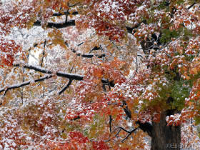 firstsnowredmapletree.jpg