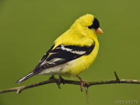 maleamericangoldfinch.jpg