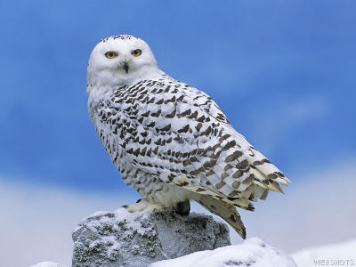 snowowl.jpg