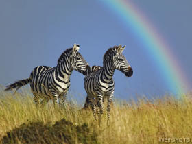 zebrasmasaimarakenya.jpg